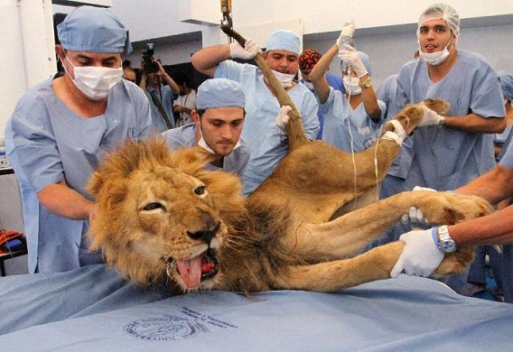 ライオンの歯科治療.jpg